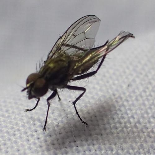 Réf. 287 553 : Delia platura